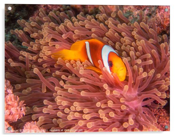 Red Sea Anemone Fish on anemone Acrylic by Ian Cramman