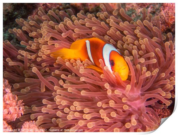 Red Sea Anemone Fish on anemone Print by Ian Cramman