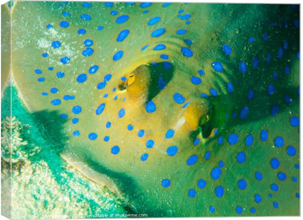 Blue Spotted Stingray up close Canvas Print by Ian Cramman