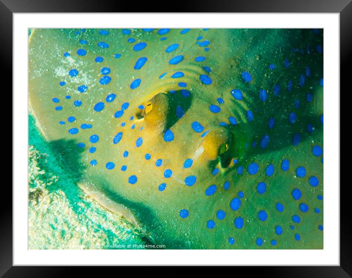 Blue Spotted Stingray up close Framed Mounted Print by Ian Cramman