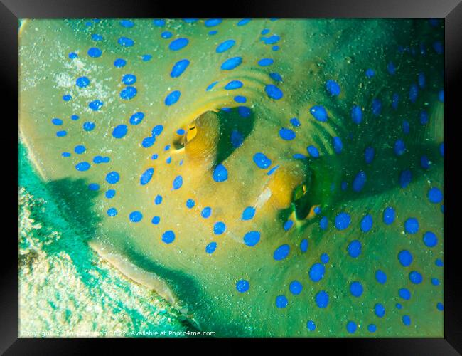 Blue Spotted Stingray up close Framed Print by Ian Cramman