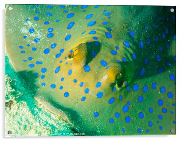 Blue Spotted Stingray up close Acrylic by Ian Cramman