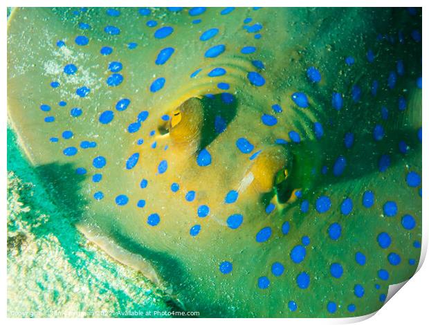Blue Spotted Stingray up close Print by Ian Cramman