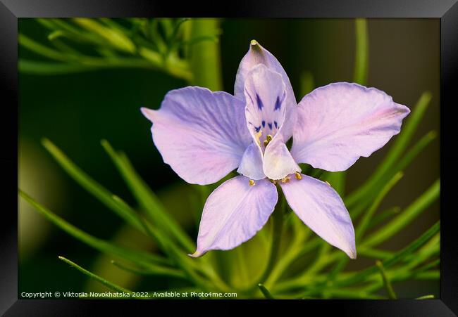 Macro photo of a purple flower in summer Framed Print by Viktoriia Novokhatska