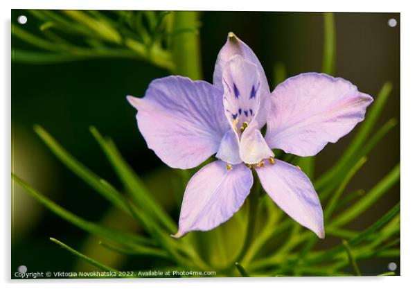 Macro photo of a purple flower in summer Acrylic by Viktoriia Novokhatska