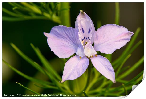 Macro photo of a purple flower in summer Print by Viktoriia Novokhatska