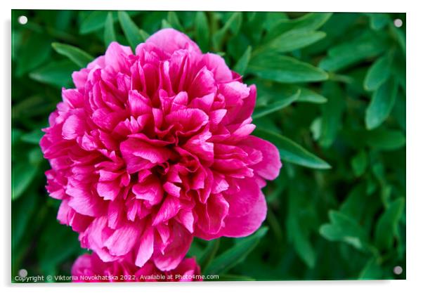 Bright pink flower Acrylic by Viktoriia Novokhatska