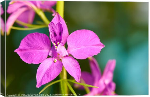 Macro photo of a flower with purple petals Canvas Print by Viktoriia Novokhatska