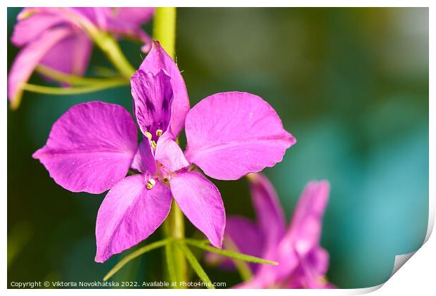 Macro photo of a flower with purple petals Print by Viktoriia Novokhatska