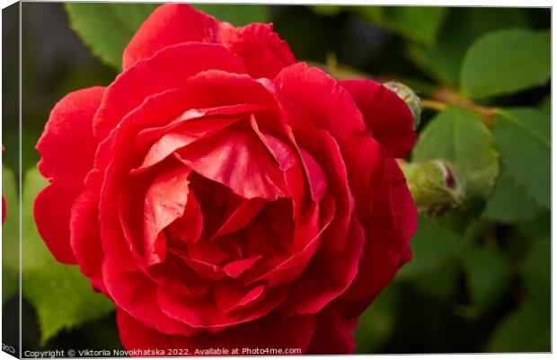 Macro photo of a red rose Canvas Print by Viktoriia Novokhatska
