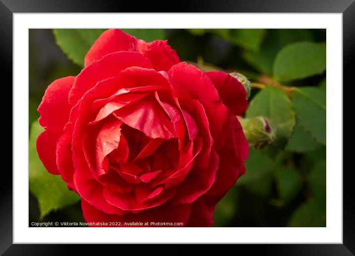 Macro photo of a red rose Framed Mounted Print by Viktoriia Novokhatska