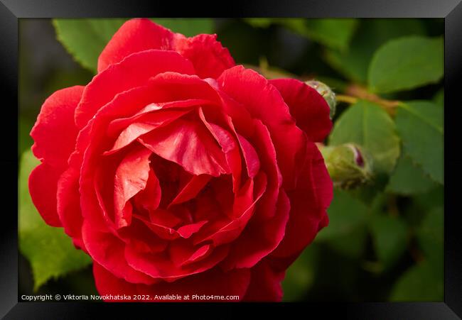 Macro photo of a red rose Framed Print by Viktoriia Novokhatska