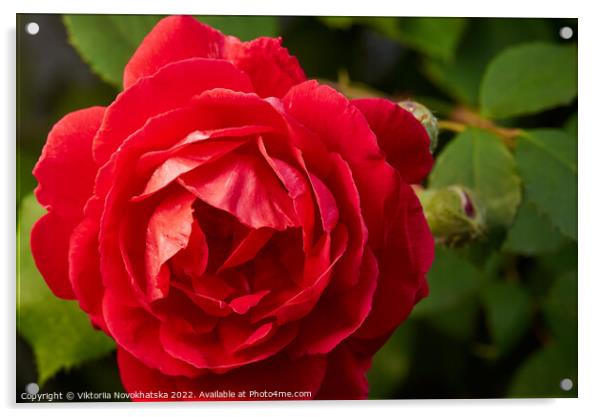 Macro photo of a red rose Acrylic by Viktoriia Novokhatska