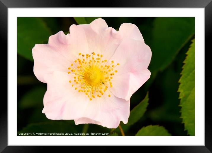 Macro photo of a flower with pink petals. Framed Mounted Print by Viktoriia Novokhatska