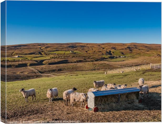 Winter Fodder at Bowes Close Farm Harwood, Teesdale Canvas Print by Richard Laidler