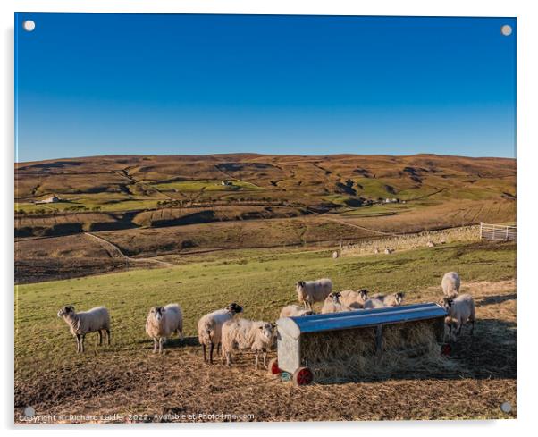 Winter Fodder at Bowes Close Farm Harwood, Teesdale Acrylic by Richard Laidler