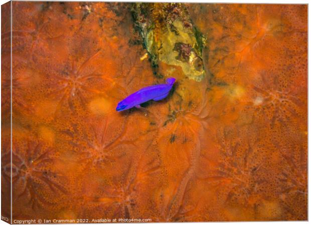 Small Wrasse on Coral Canvas Print by Ian Cramman