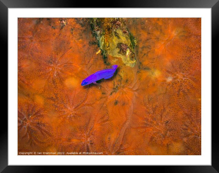 Small Wrasse on Coral Framed Mounted Print by Ian Cramman