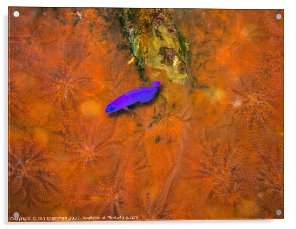 Small Wrasse on Coral Acrylic by Ian Cramman