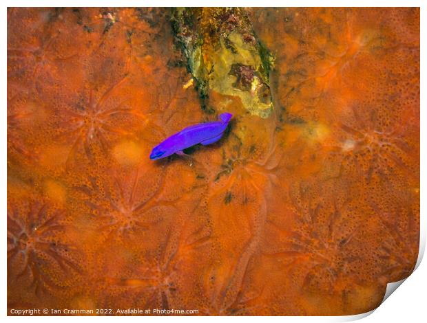 Small Wrasse on Coral Print by Ian Cramman
