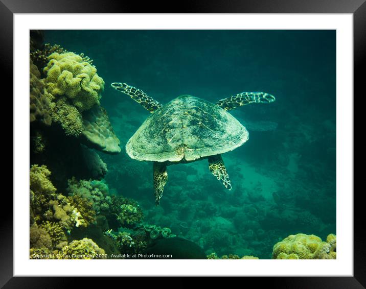 Hawksbill Turtle Swimming Framed Mounted Print by Ian Cramman