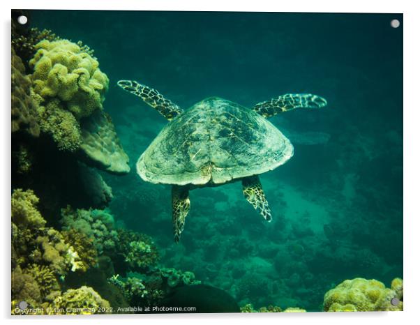 Hawksbill Turtle Swimming Acrylic by Ian Cramman