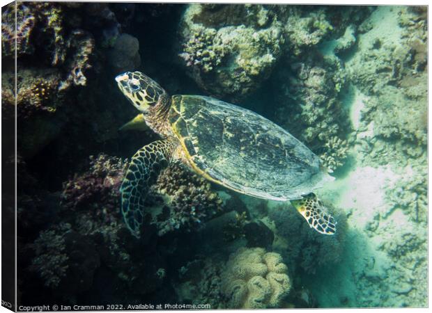 A hawksbill turtle resting on coral Canvas Print by Ian Cramman