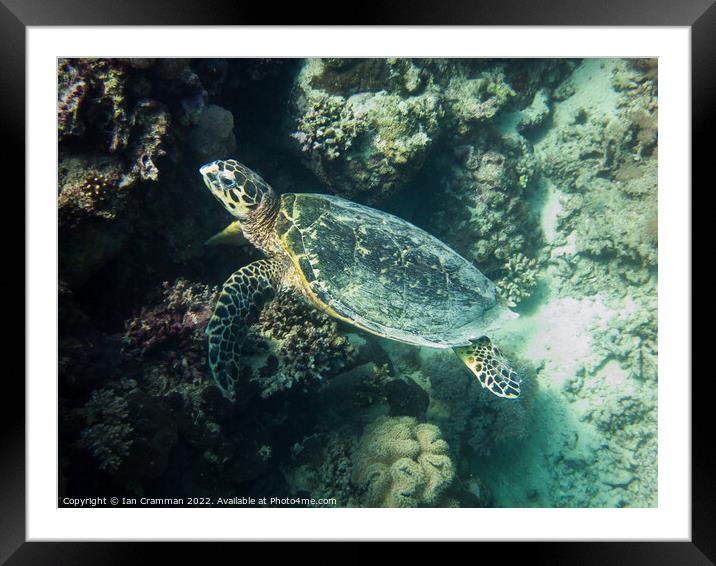 A hawksbill turtle resting on coral Framed Mounted Print by Ian Cramman
