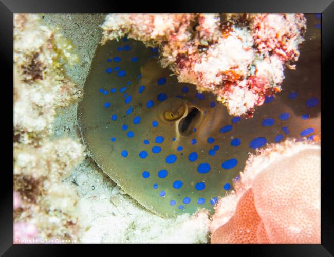 Blue Spotted Stingray up close Framed Print by Ian Cramman