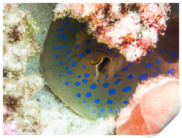 Blue Spotted Stingray up close Print by Ian Cramman