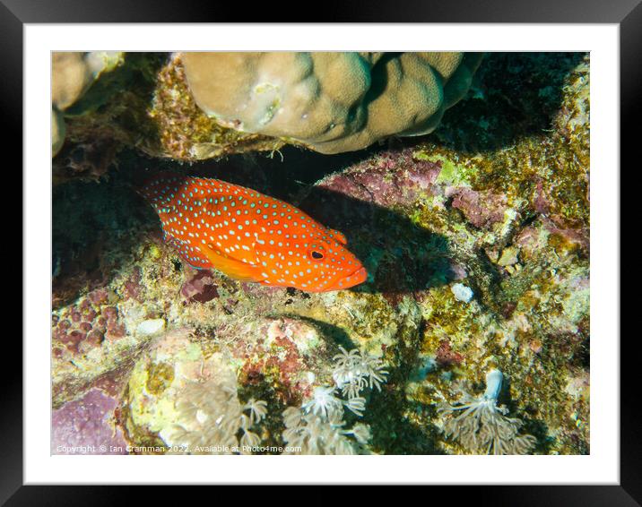 Coral Hind partially hiding under rock Framed Mounted Print by Ian Cramman