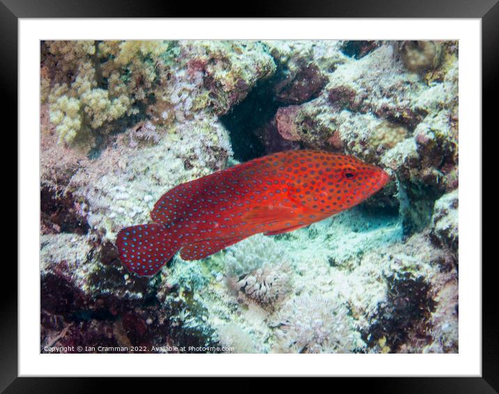 Coral Hind free swimming on the reef Framed Mounted Print by Ian Cramman