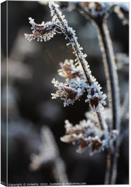 Abstract Icy Flower heads Melissa officinalis Canvas Print by Imladris 