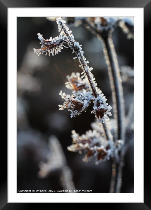 Abstract Icy Flower heads Melissa officinalis Framed Mounted Print by Imladris 