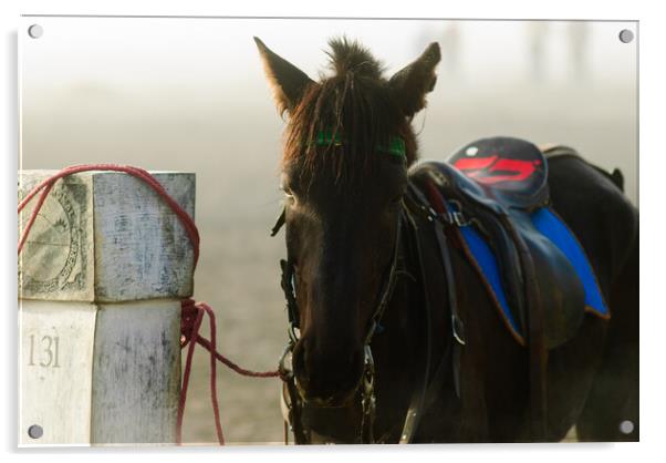 horse waiting in fog Acrylic by youri Mahieu