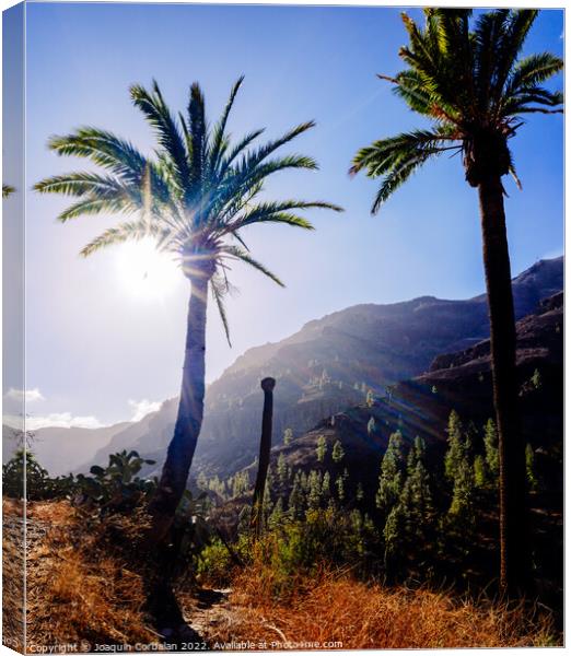 Palm trees in a Moroccan oasis surrounded by mountains in the mo Canvas Print by Joaquin Corbalan