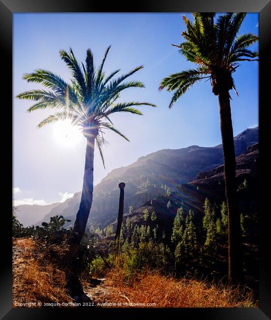 Palm trees in a Moroccan oasis surrounded by mountains in the mo Framed Print by Joaquin Corbalan