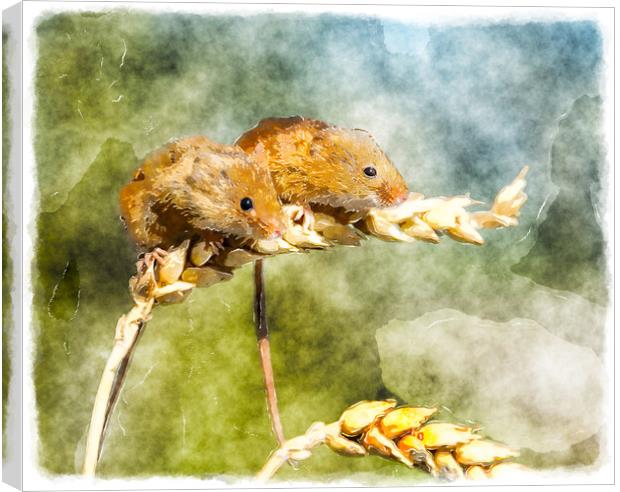 Harvest Mice Canvas Print by Helen Hotson