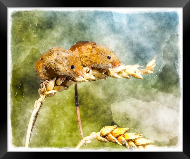 Harvest Mice Framed Print by Helen Hotson