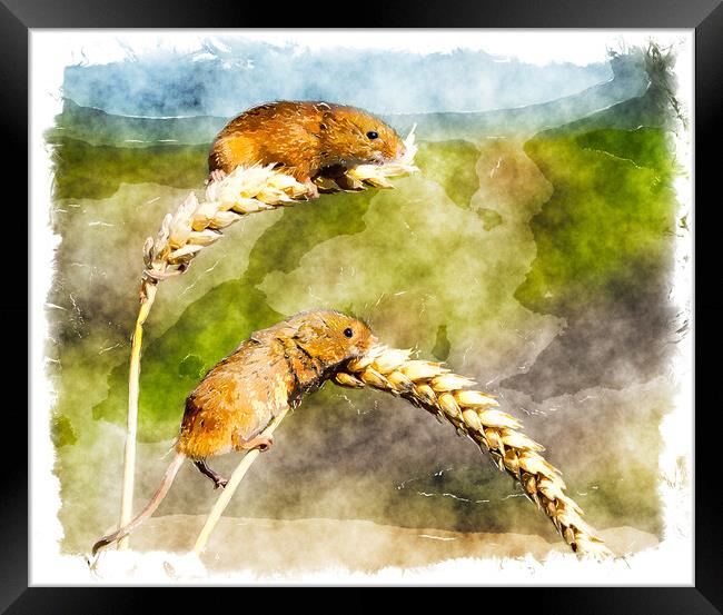 Harvest Mice Framed Print by Helen Hotson