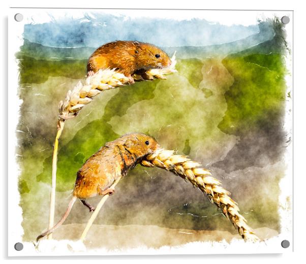 Harvest Mice Acrylic by Helen Hotson