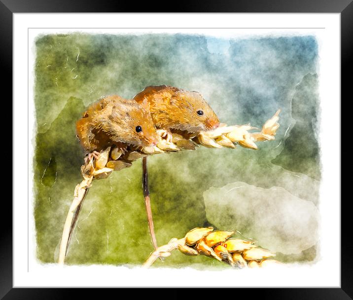 Harvest Mice Framed Mounted Print by Helen Hotson