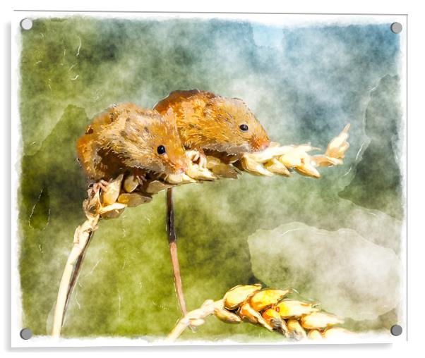 Harvest Mice Acrylic by Helen Hotson