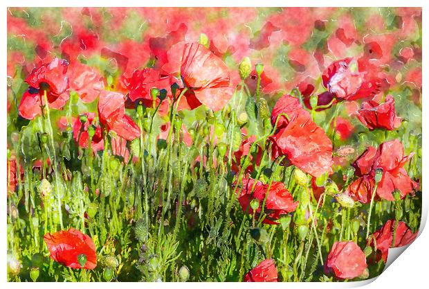 Bright Red Poppies Print by Helen Hotson