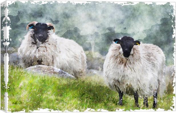 Sheep on the Moors Canvas Print by Helen Hotson