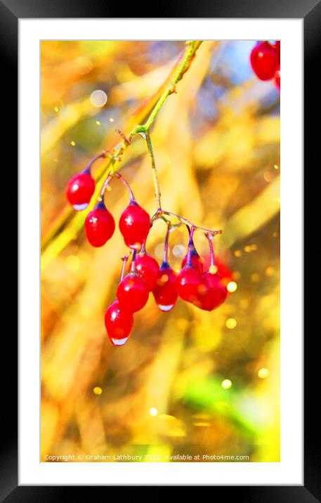 Red Berries Framed Mounted Print by Graham Lathbury
