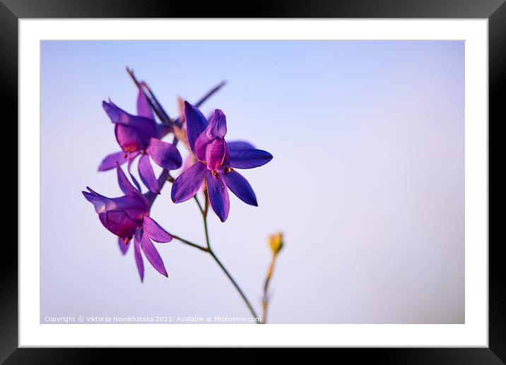 Purple flower Framed Mounted Print by Viktoriia Novokhatska