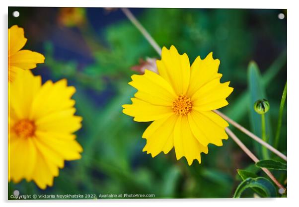 A bright yellow flowers Acrylic by Viktoriia Novokhatska