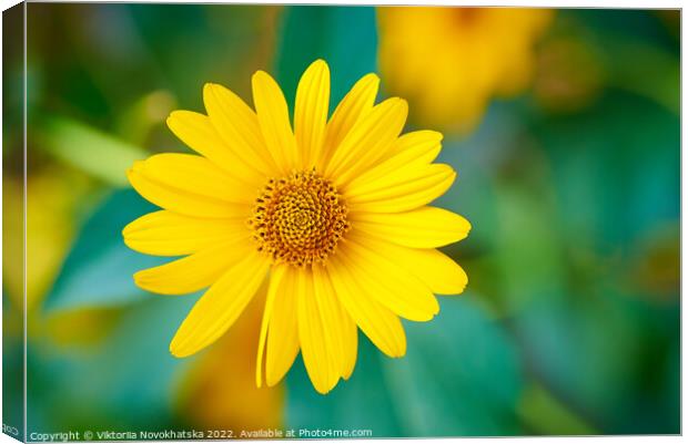 Plant yellow flower Canvas Print by Viktoriia Novokhatska