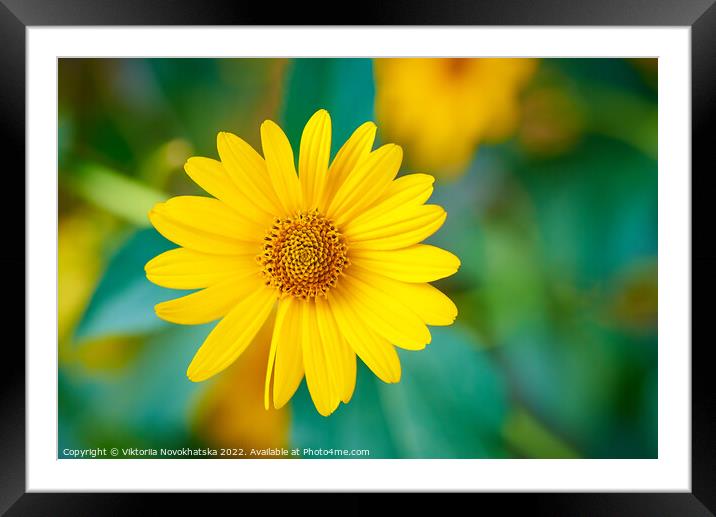 Plant yellow flower Framed Mounted Print by Viktoriia Novokhatska
